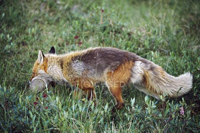Лисиця їдять здобич — стокове фото