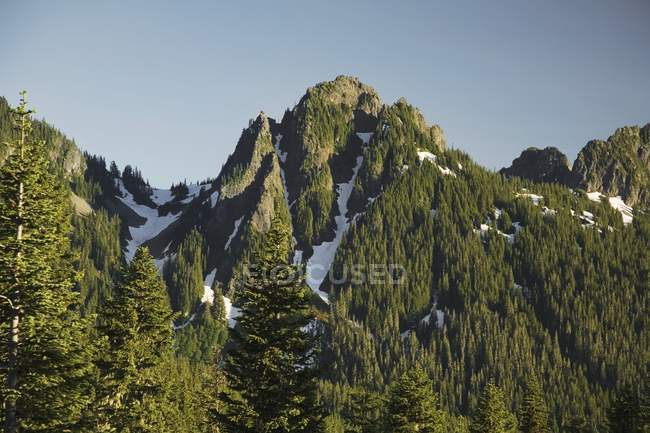 Baumbestandener Berg — Stockfoto