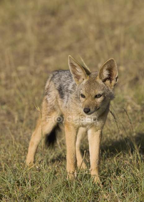 Fox standing on ground — Stock Photo