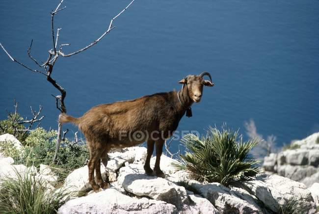 Коза, стоящая на скалах — стоковое фото