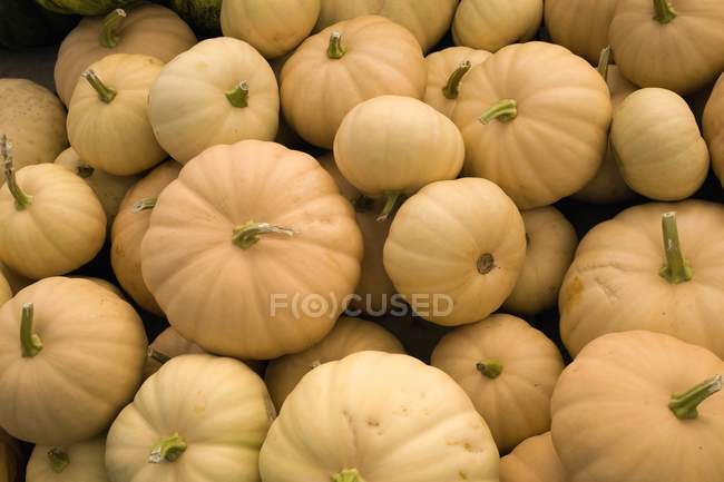 Raw unpeeled Pumpkins — Stock Photo