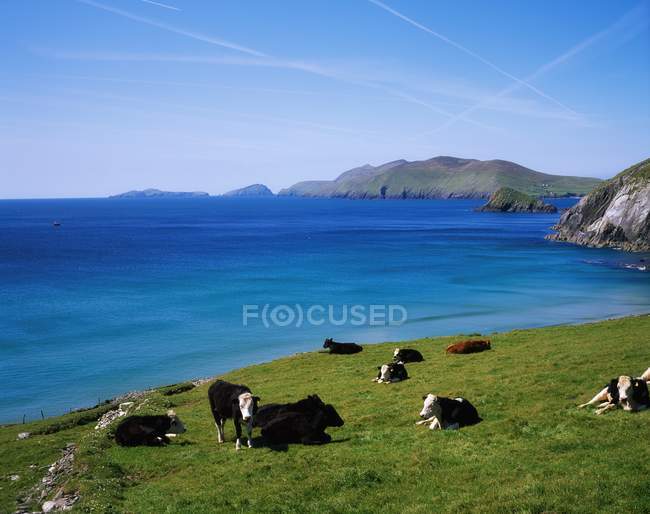 Cattle grazing at Slea Head — Stock Photo