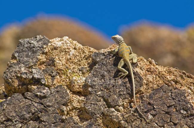 Great Basin Collared Lizard — Stock Photo