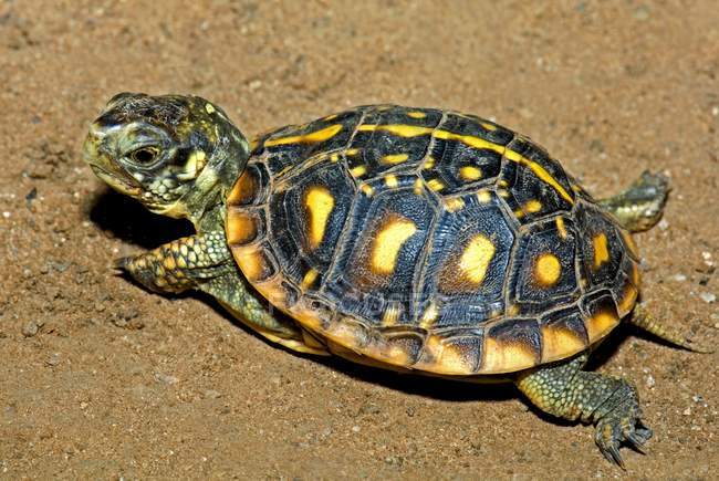 Juvenile Ornate Box Turtle — Stock Photo