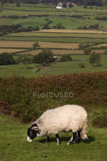 Sheep Grazing, Yorkshire del Norte, Inglaterra - foto de stock
