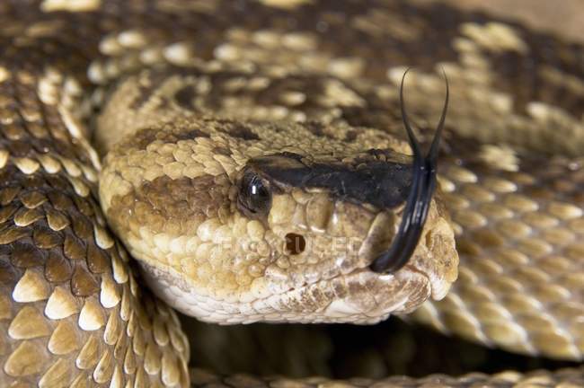 Defensive Black-Tailed Rattlesnake — Stock Photo
