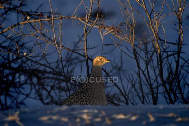 Ring-Necked Pheasant — Stock Photo