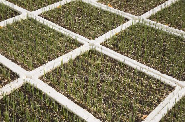 Seedlings growing in trays in commercial greenhouse — Stock Photo