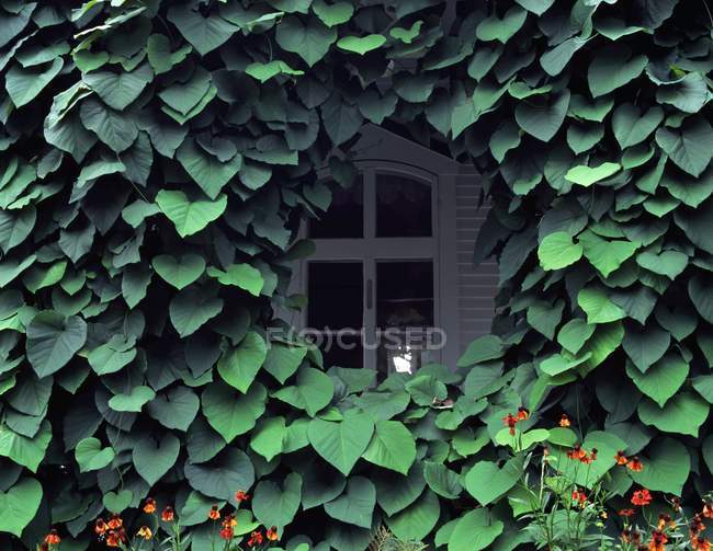 Ivy fenêtre couverte — Photo de stock