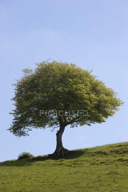 Baum auf Feld vor blauem Himmel — Stockfoto
