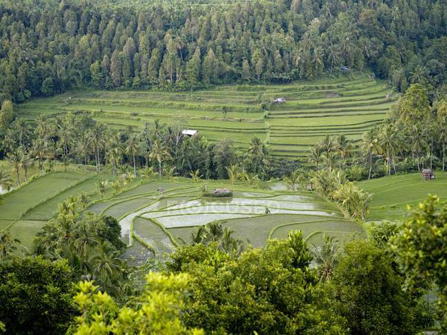 Campos de arroz en Bali - foto de stock