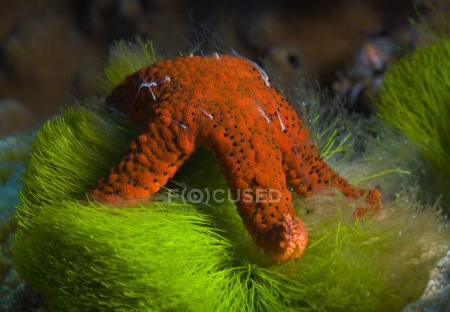 Estrella de mar alimentándose de algas - foto de stock