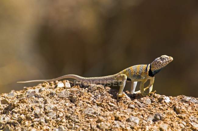 Пустелі комір ящірка — стокове фото