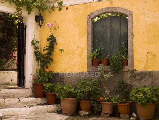Potted Plants outdoors — Stock Photo