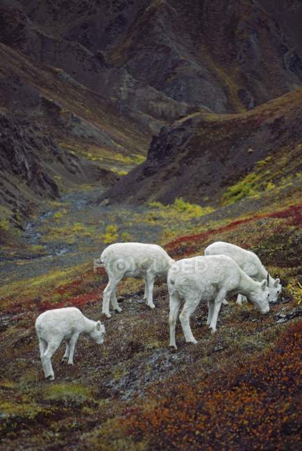 Dall Sheep, Pecore con agnelli — Foto stock