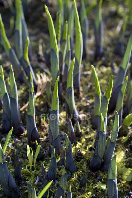 New Growth In The Spring — Stock Photo