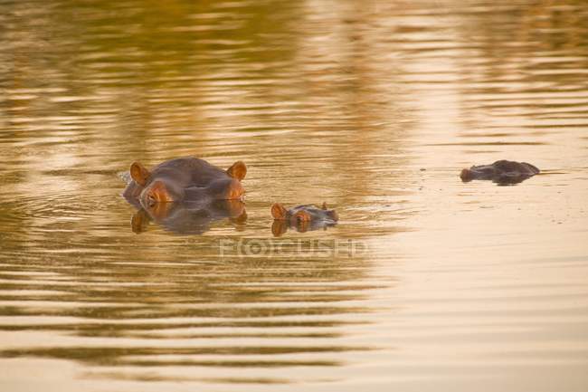 Hippopotame, Arathusa Safari Lodge — Photo de stock