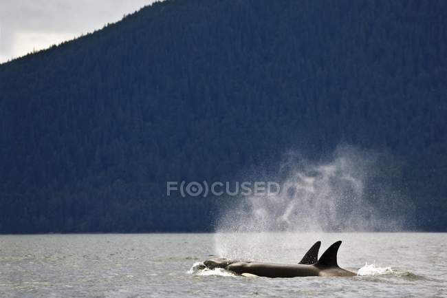 Ballenas asesinas en la superficie del agua - foto de stock