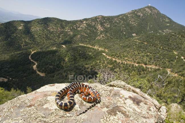 Королівська змія Сонора гора — стокове фото