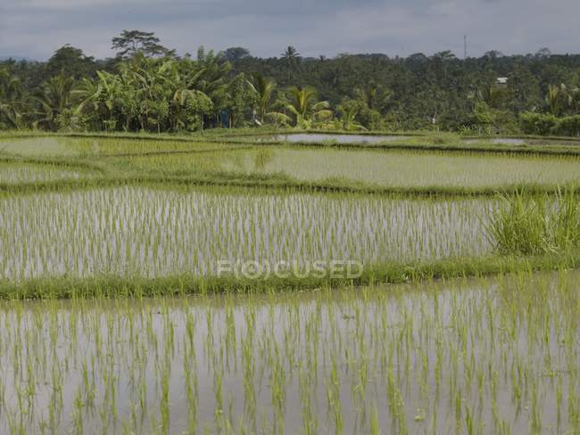 Reisfelder, Bali — Stockfoto