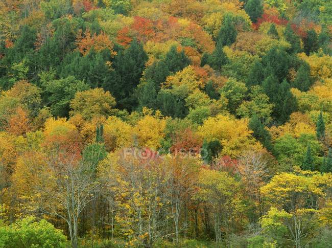 Foresta in autunno negli Stati Uniti — Foto stock
