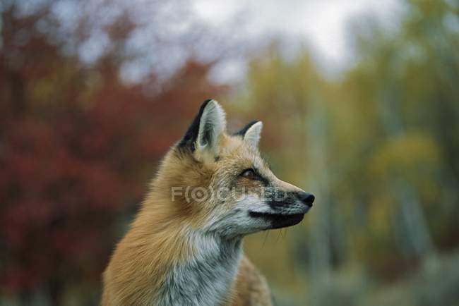 Red Fox; Montana, EE.UU. - foto de stock