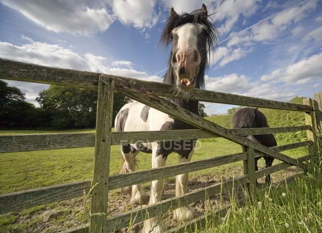 Лошади возле забора, Северный Йоркшир , — стоковое фото