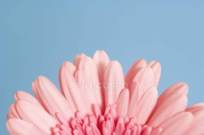 Gerber-Gänseblümchenblätter — Stockfoto