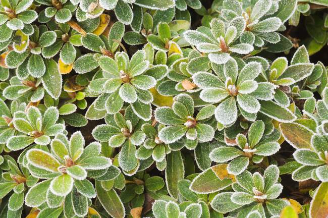 Мороз на листьях рододендрона — стоковое фото