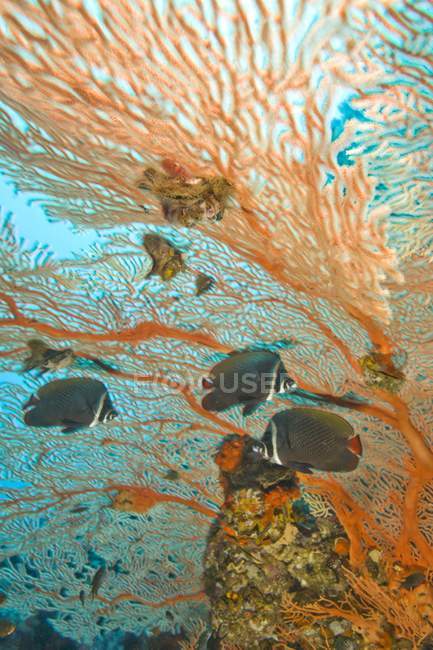 Collare Butterflyfish na água — Fotografia de Stock