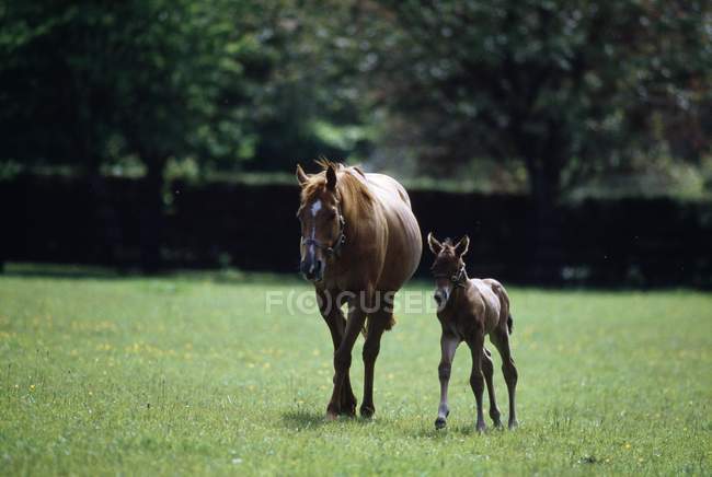 Cavalos - puro sangue, Égua e potro — Fotografia de Stock