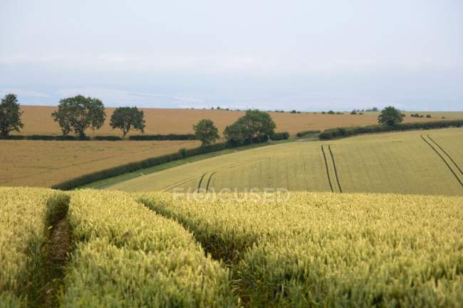 Campo de trigo y árbol - foto de stock