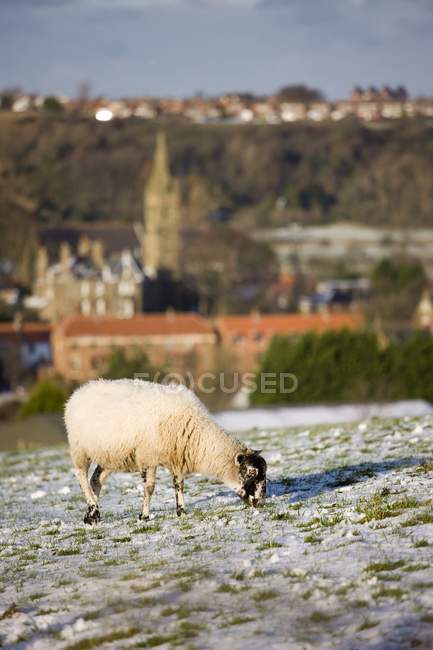 Pâturage des moutons en hiver — Photo de stock