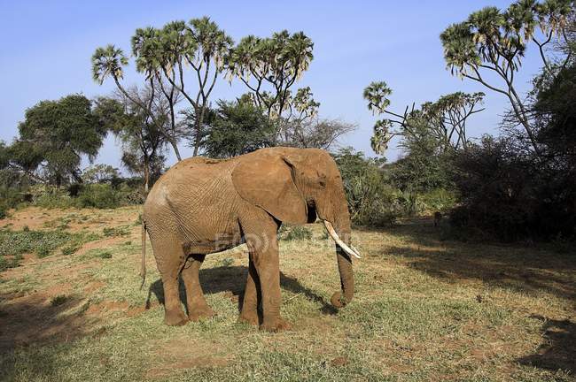 Африканський слон, Самбур Національний заповідник — стокове фото