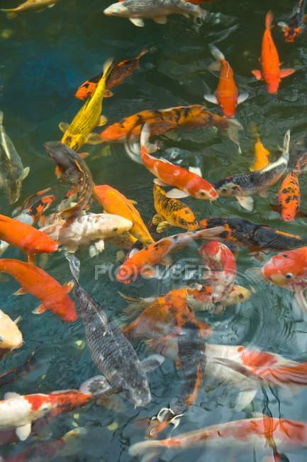 Pez dorado en estanque de peces - foto de stock