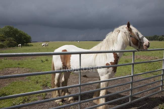 Cavallo vicino a una recinzione — Foto stock