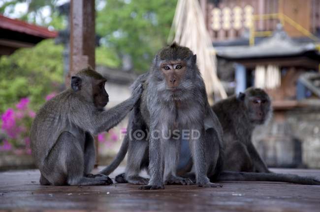 Monos preparándose unos a otros - foto de stock