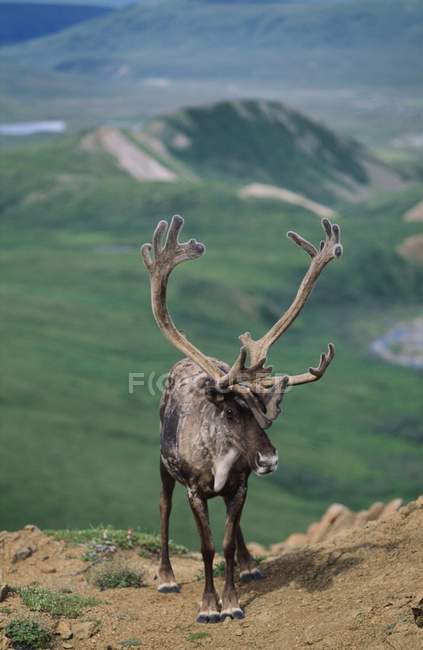 Карібу Bull з оксамиту роги — стокове фото