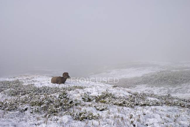 Parco nazionale Jasper, Bighorn Sheep — Foto stock