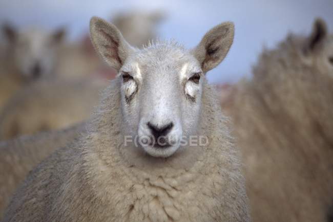 Moutons ; comté d'Antrim, Irlande du Nord — Photo de stock