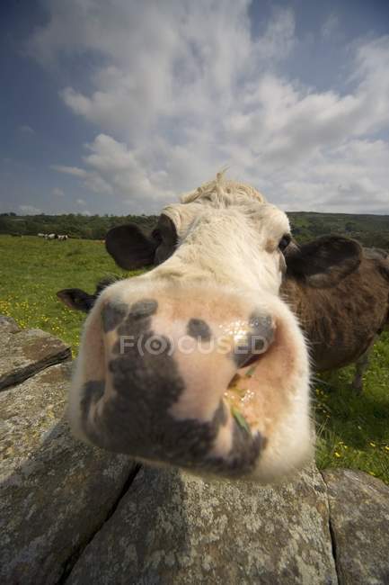 Mucca guardando la macchina fotografica — Foto stock