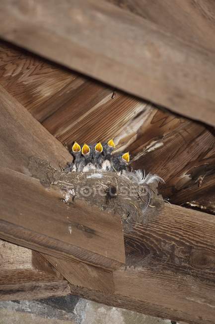 Ластівка курчат в гніздо — стокове фото