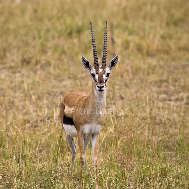 Thomson gazelle in afrika — Stockfoto