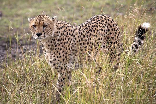 Cheetah en la Reserva Nacional Masai Mara - foto de stock