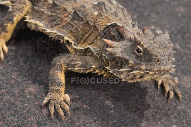 Coast Horned Lizard — Stock Photo
