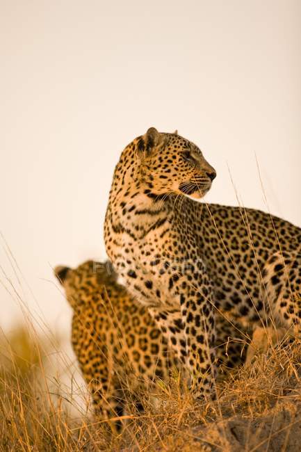 Леопард в Arathusa Safari Lodge — стокове фото