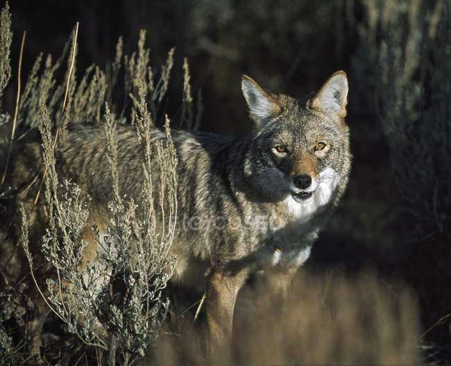 Coyote mirando la cámara - foto de stock