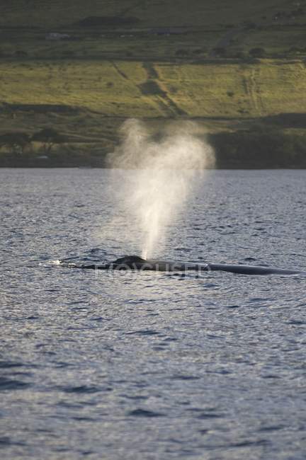 Wal bläst Wasser — Stockfoto