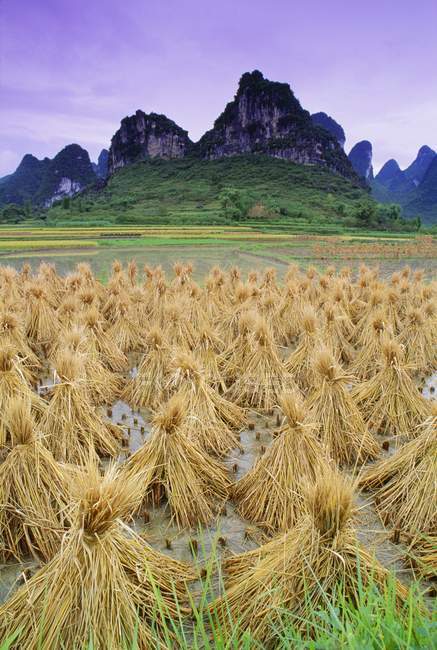 Riso Stooks vicino a Yangshuo in Cina — Foto stock