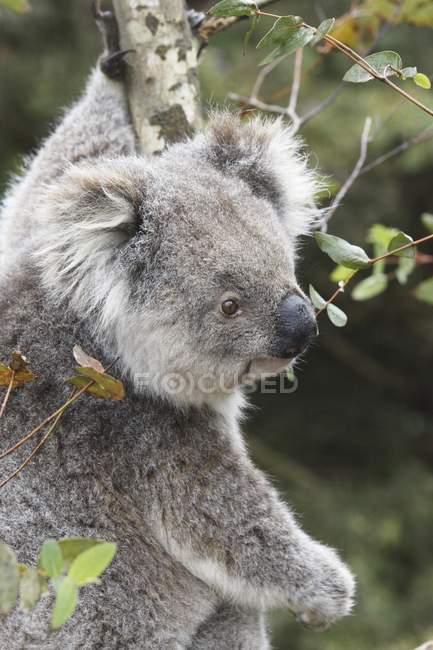 Koala Em Árvore na Austrália — Fotografia de Stock